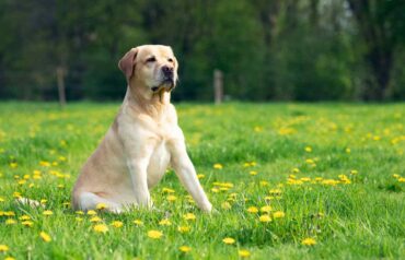 Can You Shave a Labrador Retriever