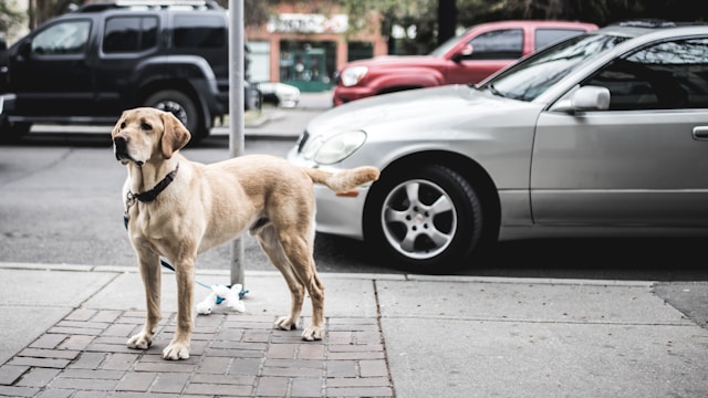 How Much Exercise Does a Labrador Retriever Need?