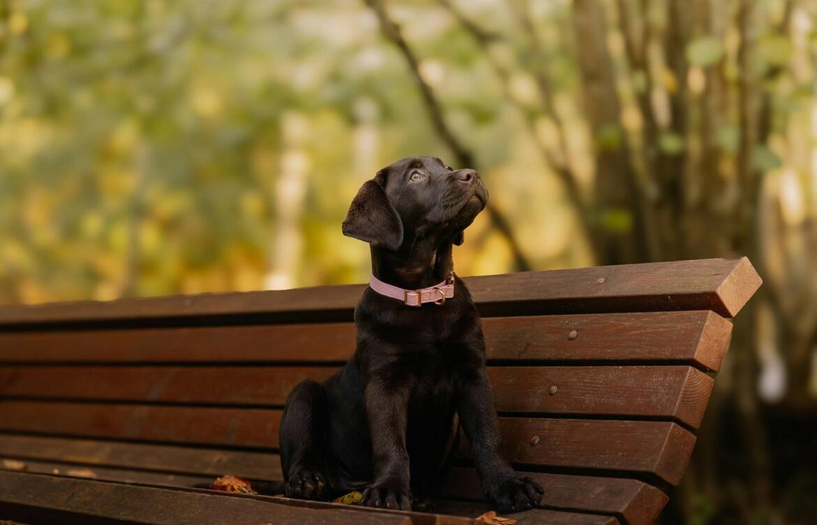 How to Groom a Labrador Retriever?