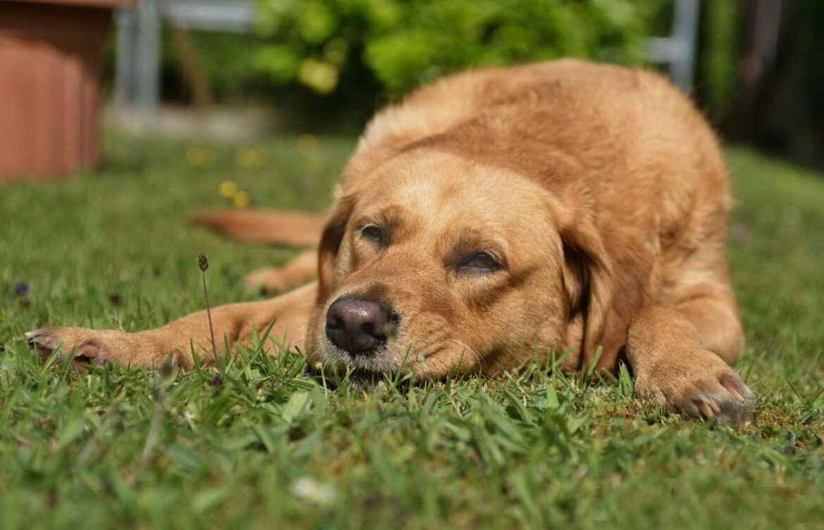 Are Labrador Retrievers Smart?