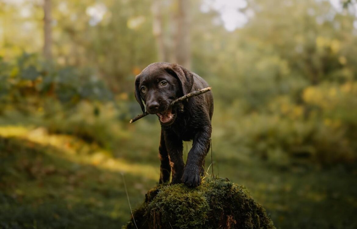 How Much for a Labrador Retriever Puppy?