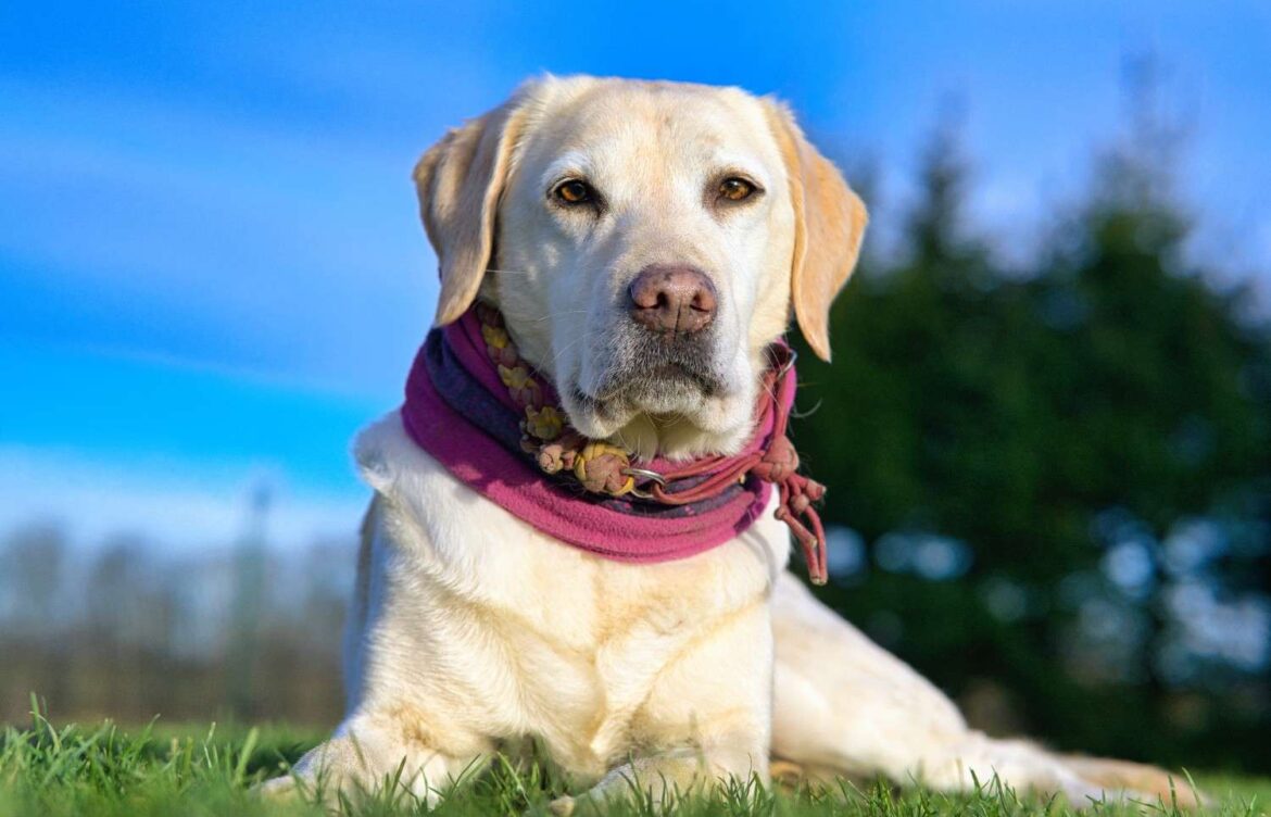 How Much Does a Labrador Retriever Puppy Cost?