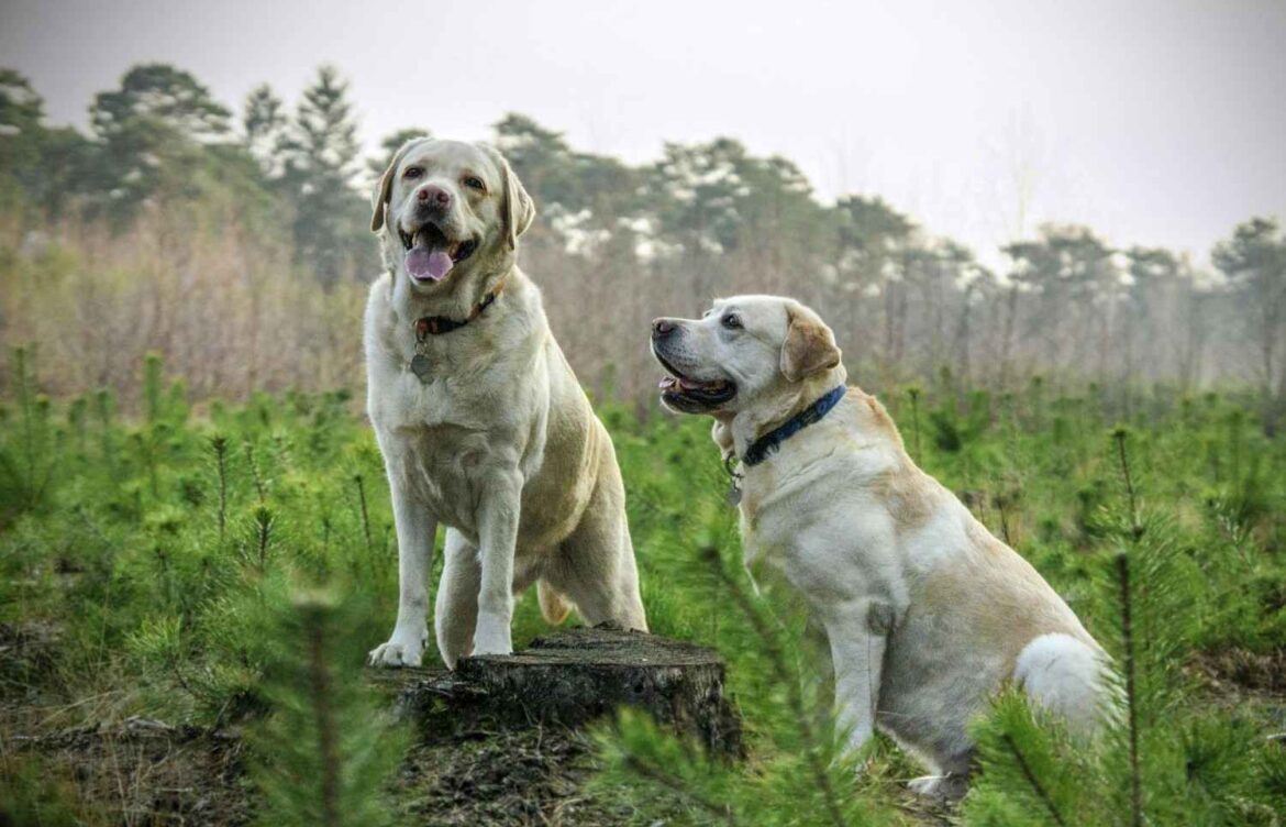 When Do Labrador Retrievers Stop Growing?