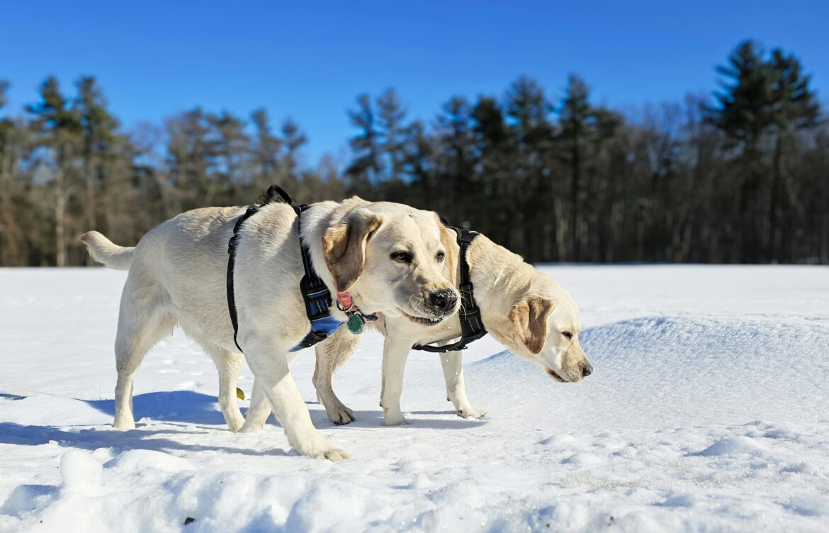 How Much Does a Labrador Retriever Cost?