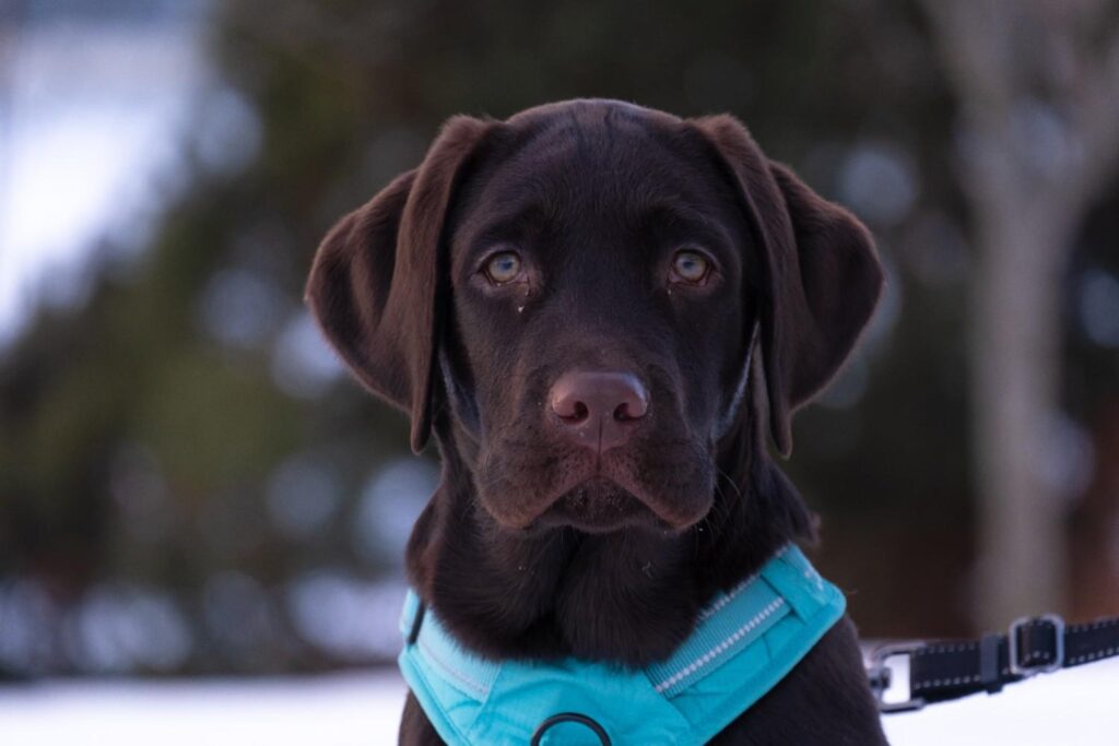 black labrador