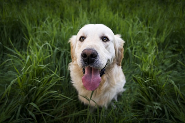 Do Labradors Shed More Than Golden Retrievers?