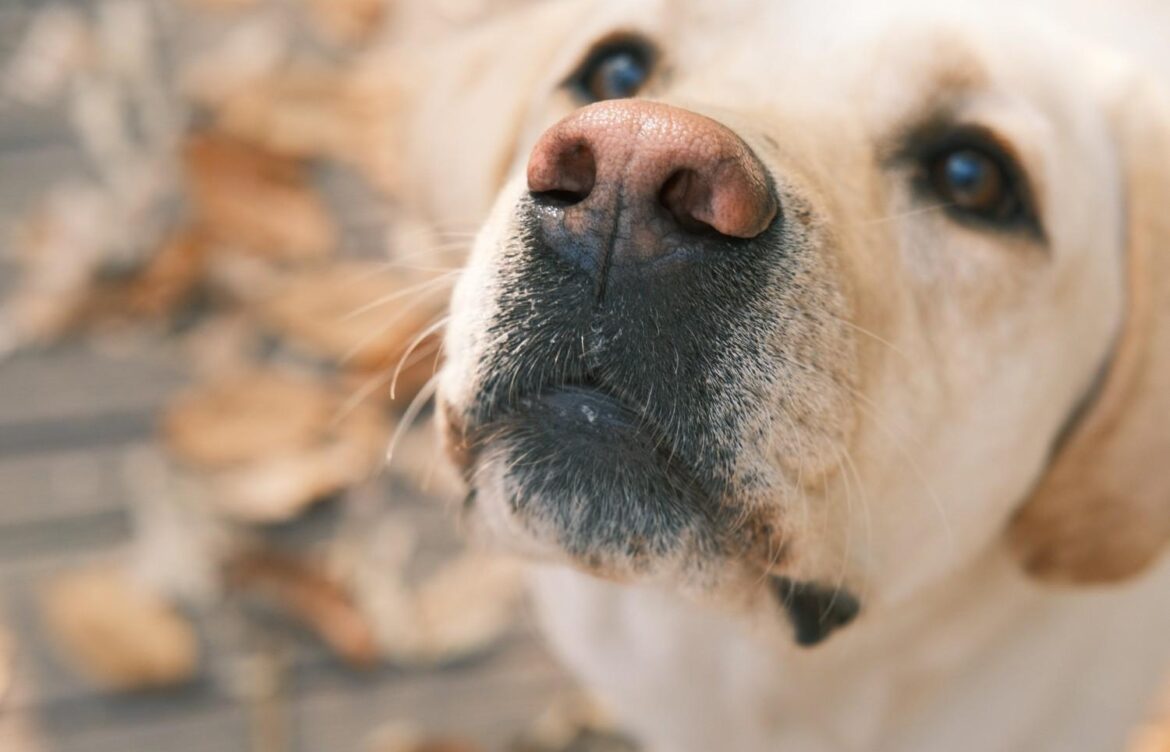 What Is a Dudley Labrador Retriever?