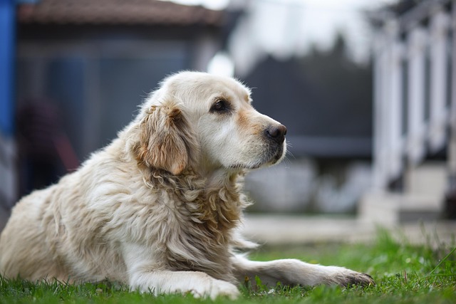 Golden Retriever vs Labrador Retriever: What’s the Difference?