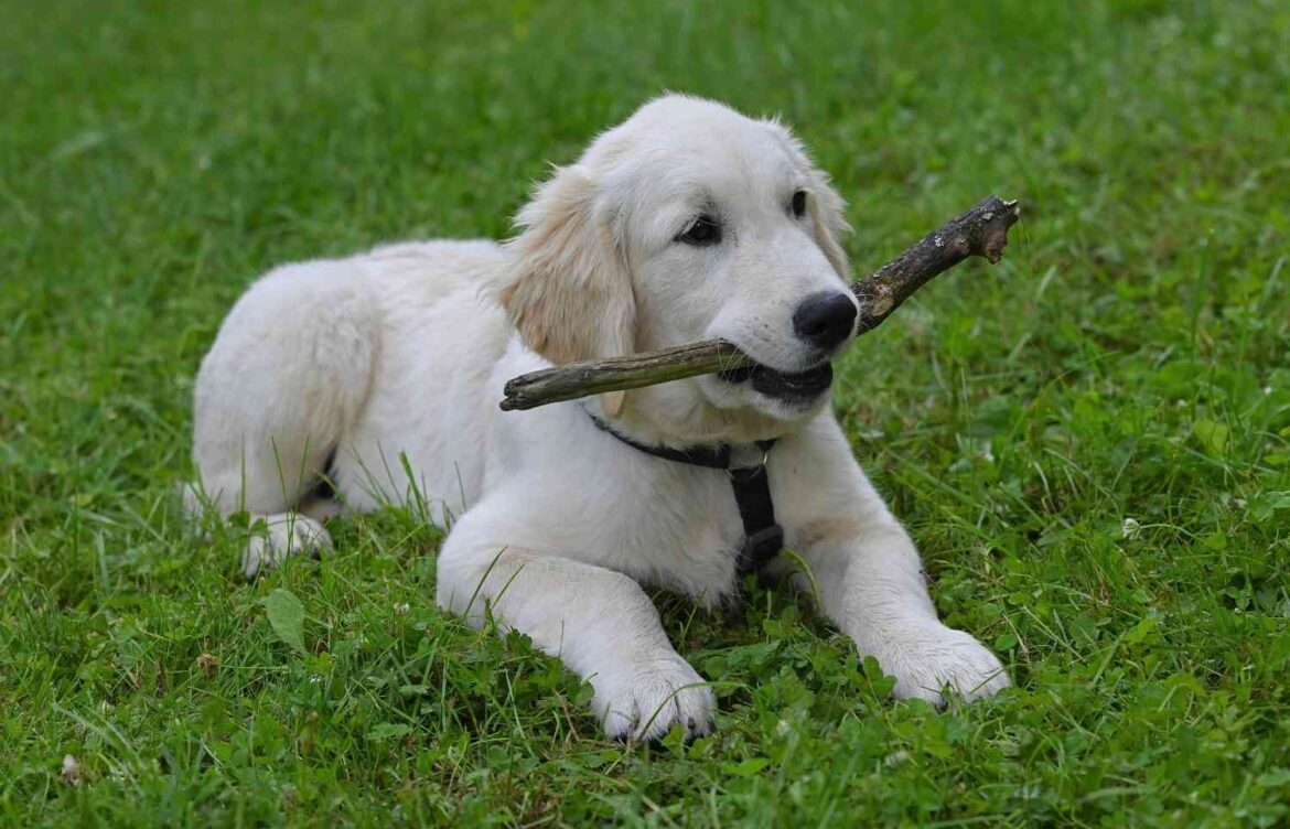 Are Golden Retrievers the Same as Labradors?