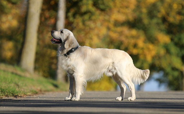 golden-retriever