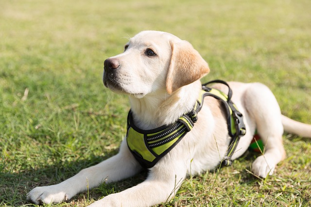 How Long Do Labrador Retrievers Grow?