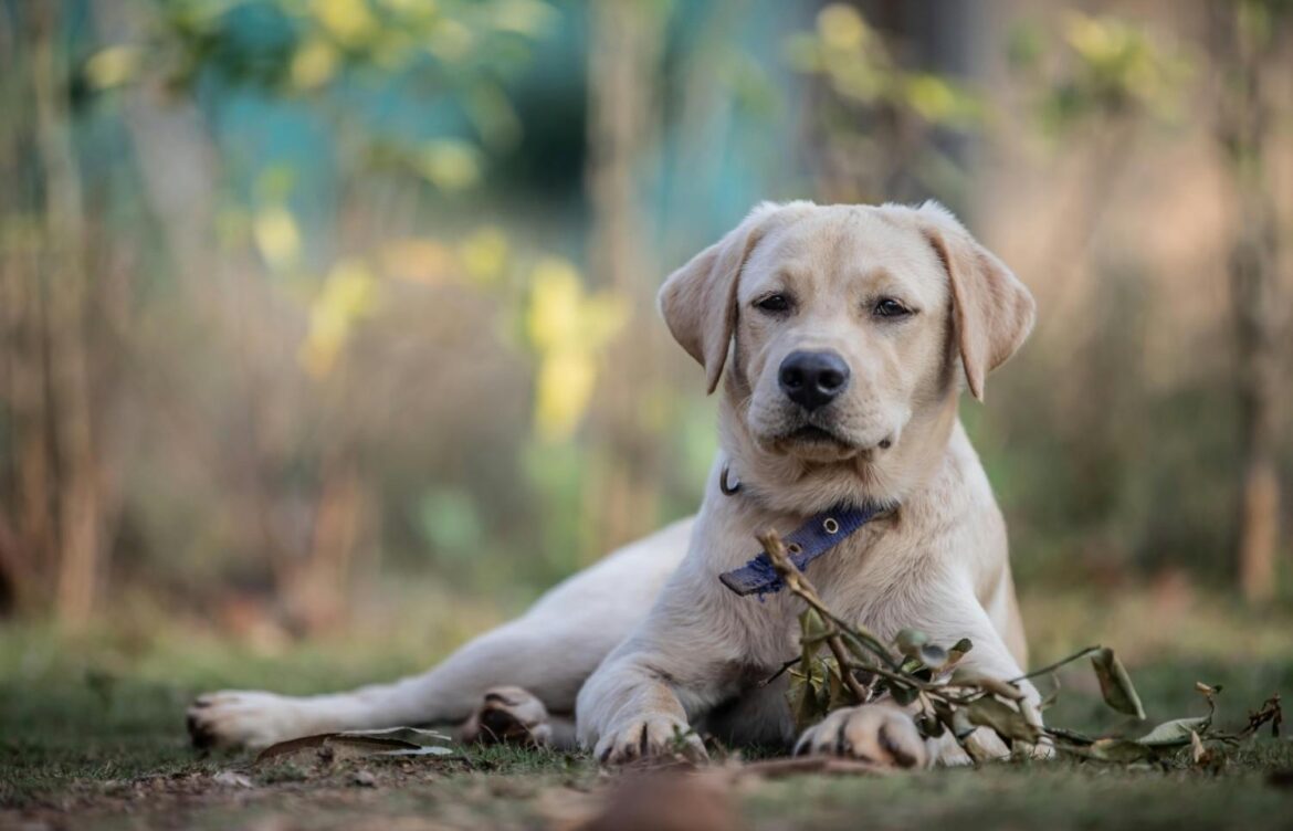 How Many Puppies Can a Labrador Retriever Have?