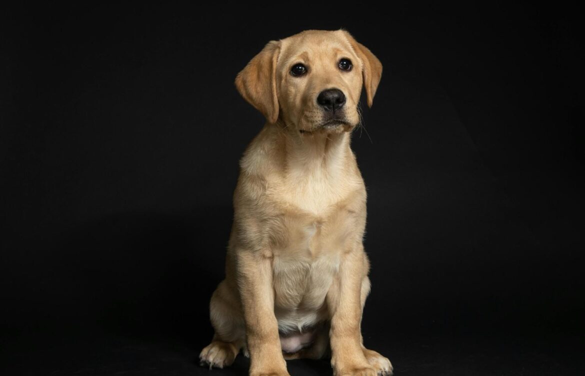 How to Potty Train a Labrador Retriever Puppy (Fast & Effectively)