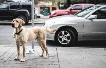 is labrador retriever a gaurd dog
