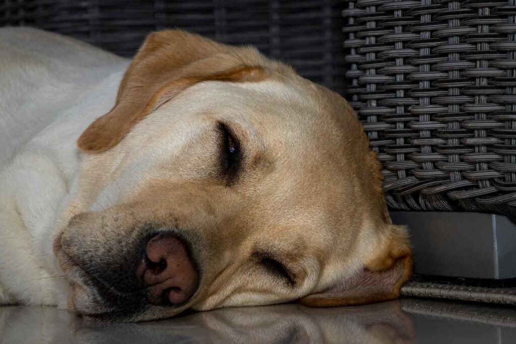 lab retriever