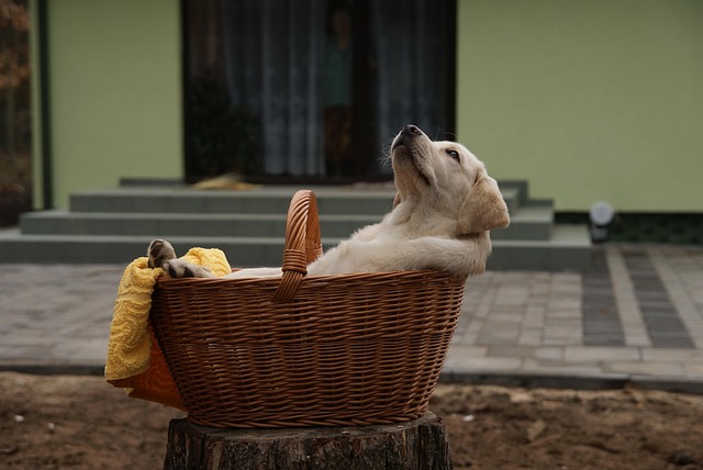 Can Labrador Retrievers Be Guard Dogs?
