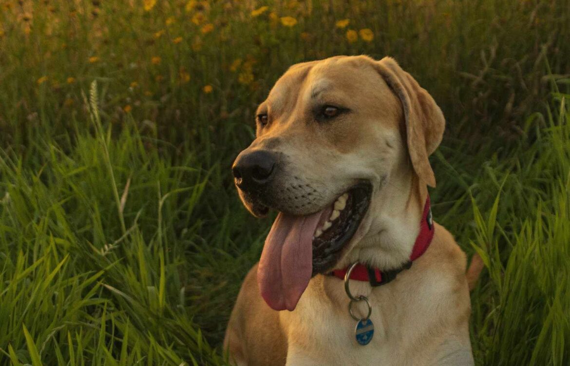 How Much to Feed a Labrador Retriever?