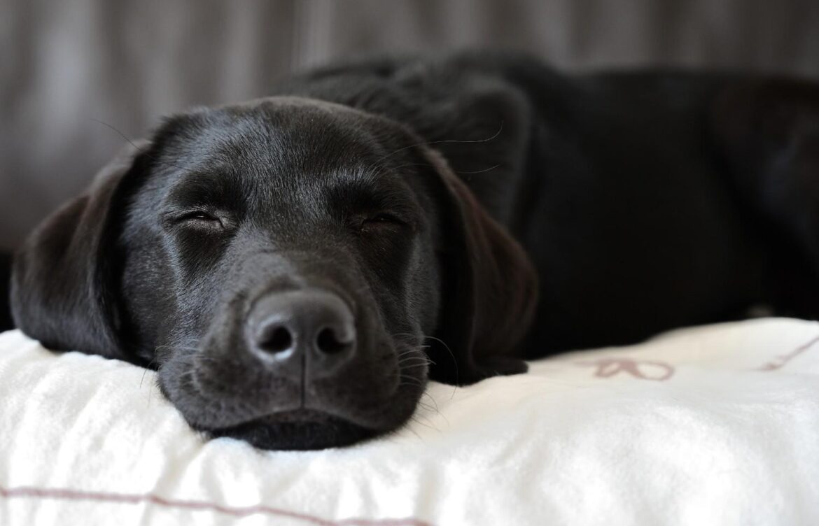 When Is a Labrador Retriever Fully Grown?
