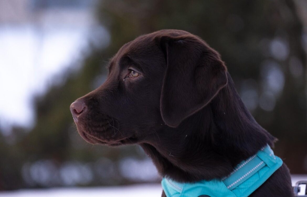 Are Labrador Retrievers Protective Dogs?