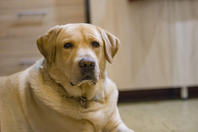 How Smart Are Labrador Retrievers?