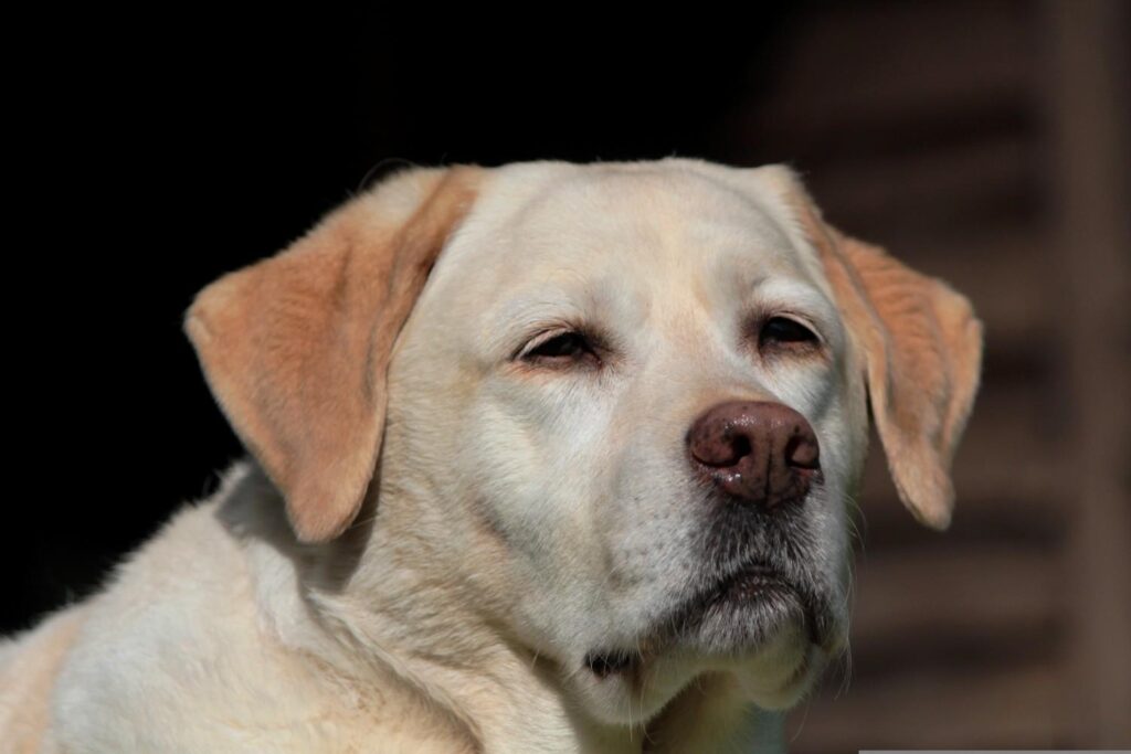 labrador-retriever