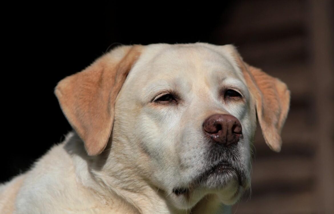 Are Labrador Retrievers Easy to Train?
