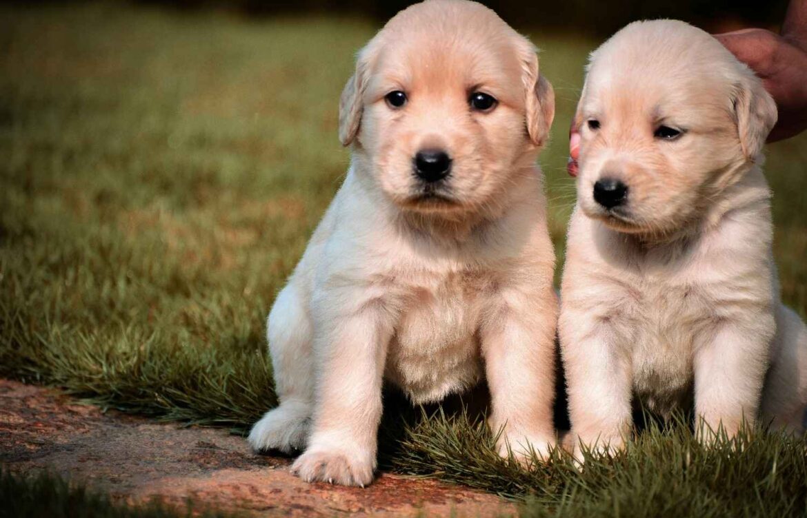 How Much to Feed a Labrador Retriever Puppy?