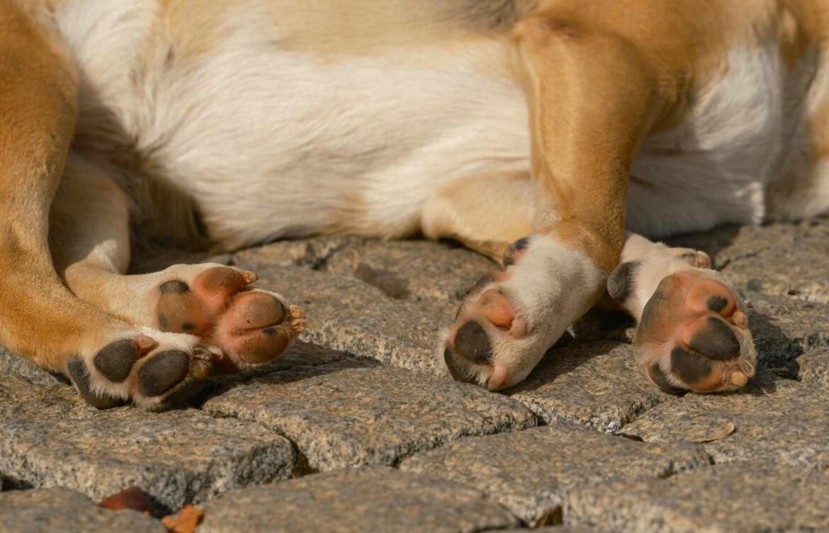 Do Labrador Retrievers Have Webbed Feet?