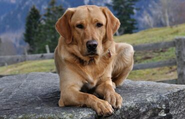labrador-retrievers-bark-a-lot