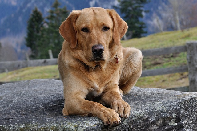 Do Labrador Retrievers Bark a Lot?