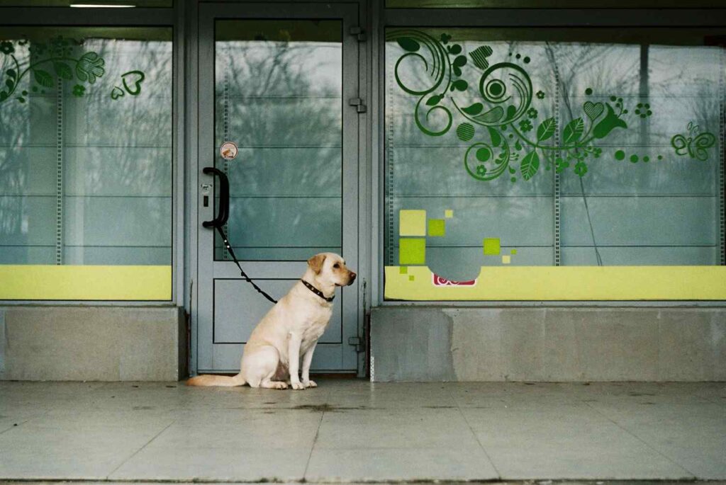 labs as a guard