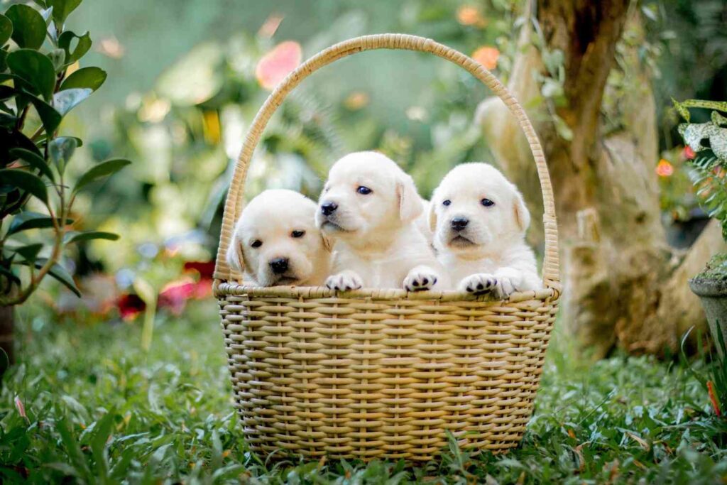 labs retriever puppies