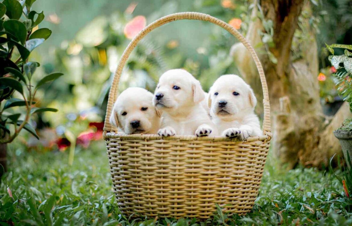 Are There Miniature Labrador Retrievers?