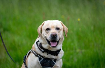 what is the lifespan of labrador retrievers