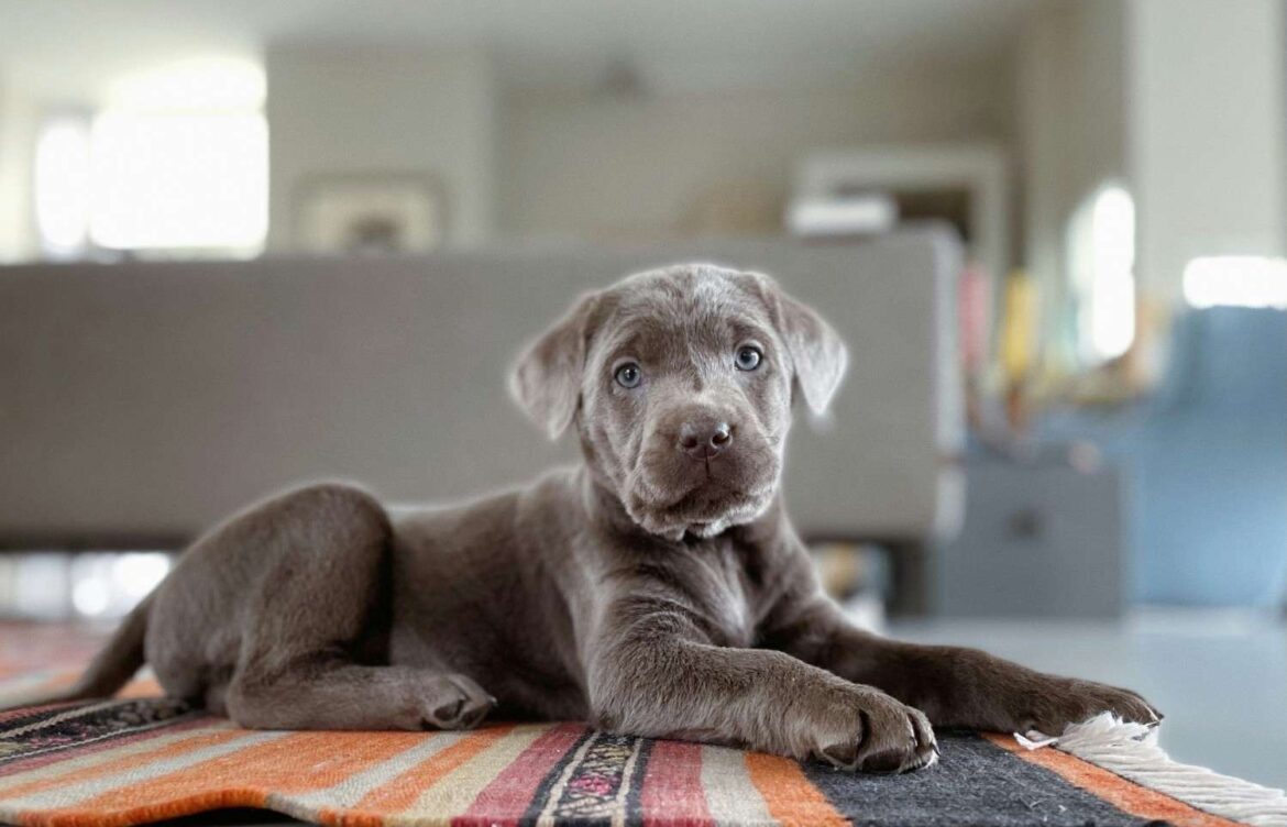 What Is a Silver Labrador Retriever?