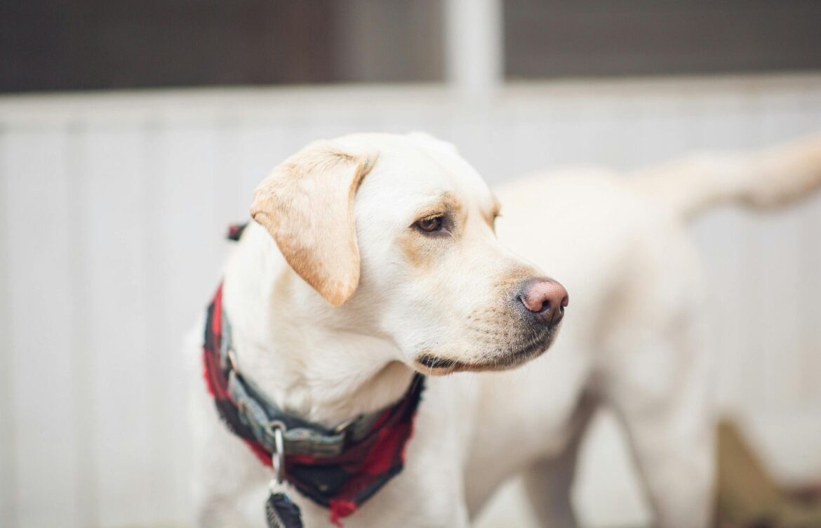 How To Reduce Shedding In Labrador Retrievers?