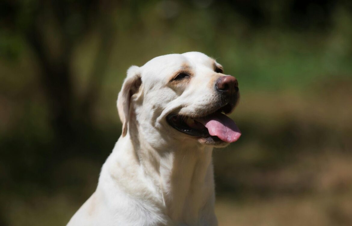 Do Labrador Retrievers Shed?