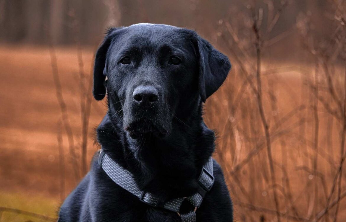Do Black Labrador Retrievers Shed?