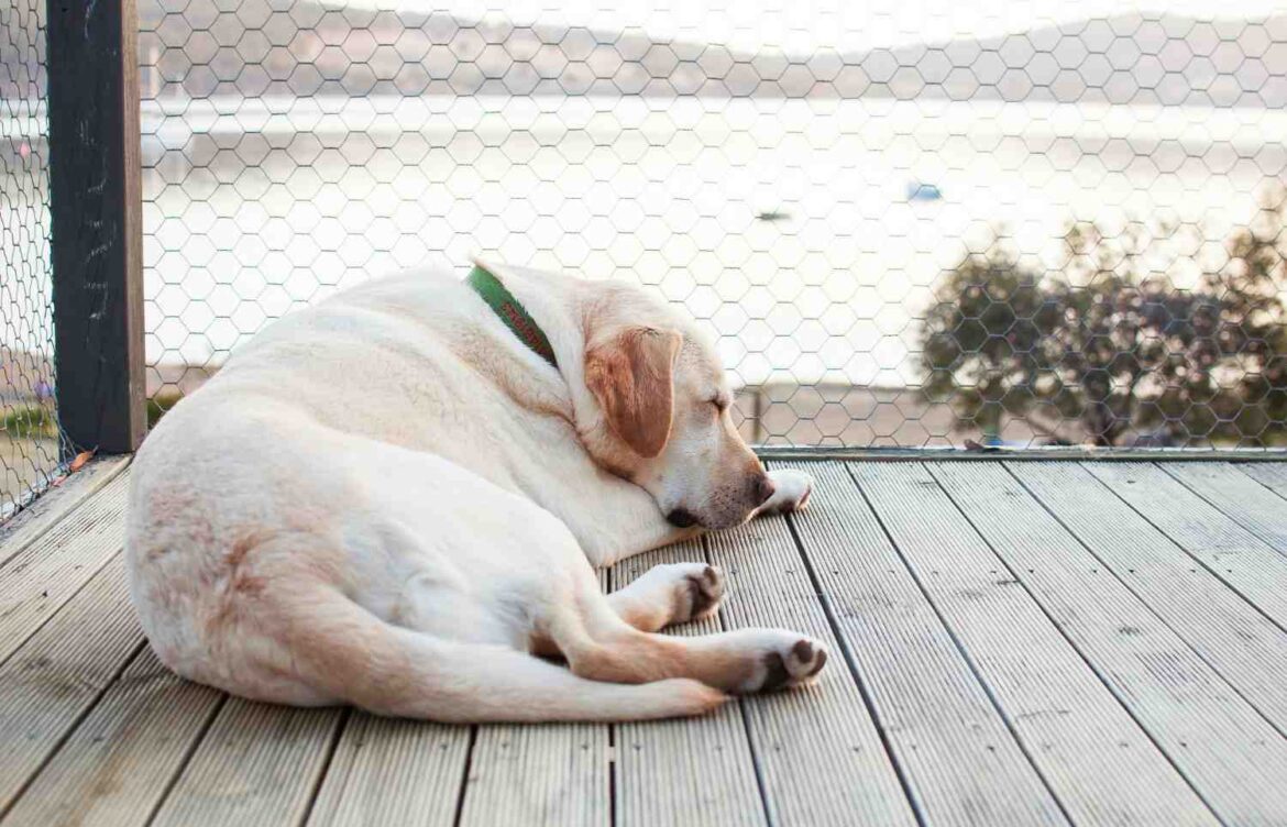 How Much Should I Feed My Labrador Retriever?