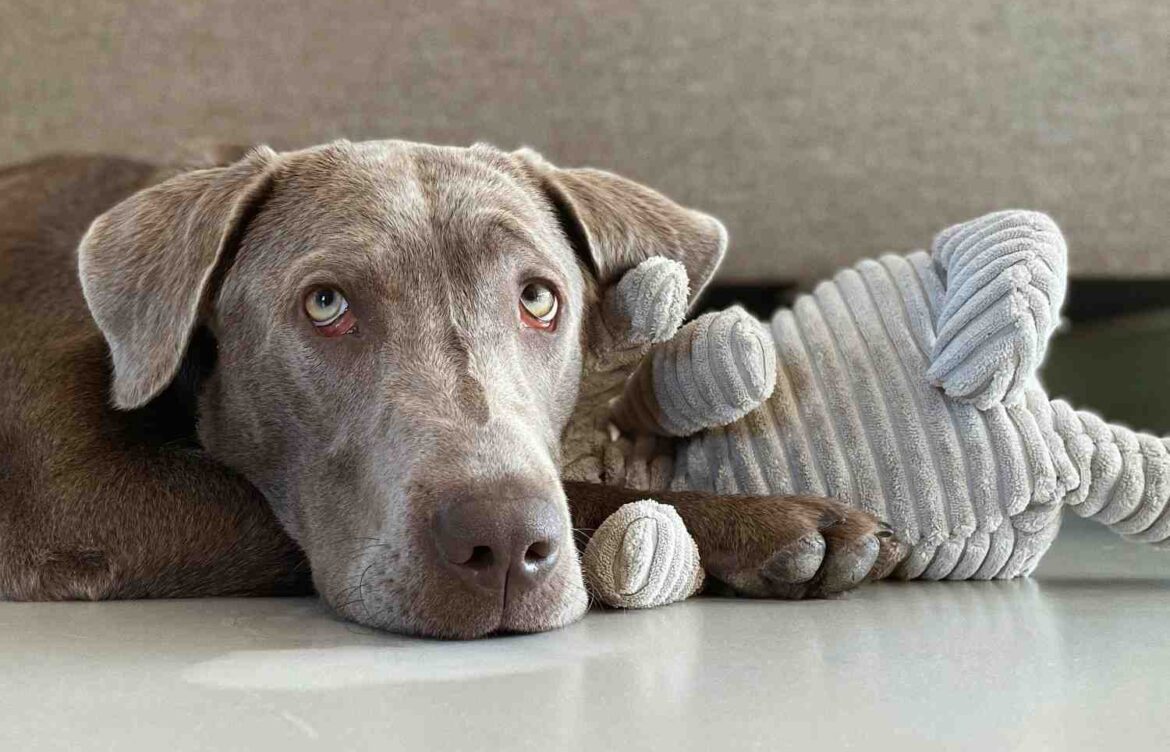 How Much Is a Silver Labrador Retriever?