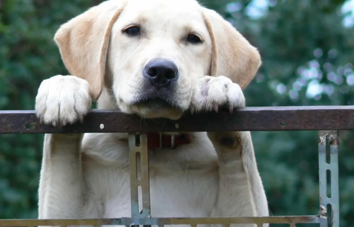 How Often Should I Bathe My Labrador Retriever?