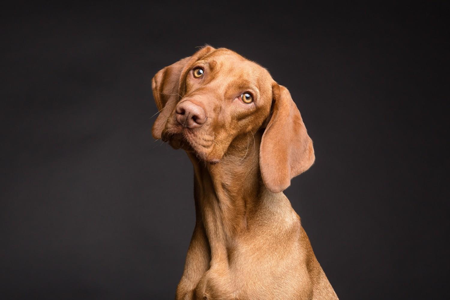 https://confusedogs.com/wp-content/uploads/2025/07/dog.jpg