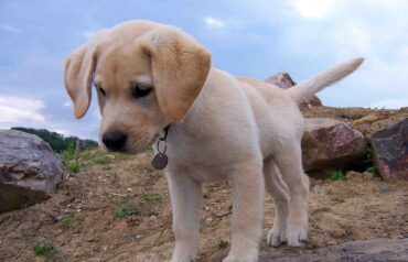 how much exercise do labrador puppy need