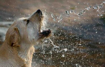 how much is a purebred labrador retriever