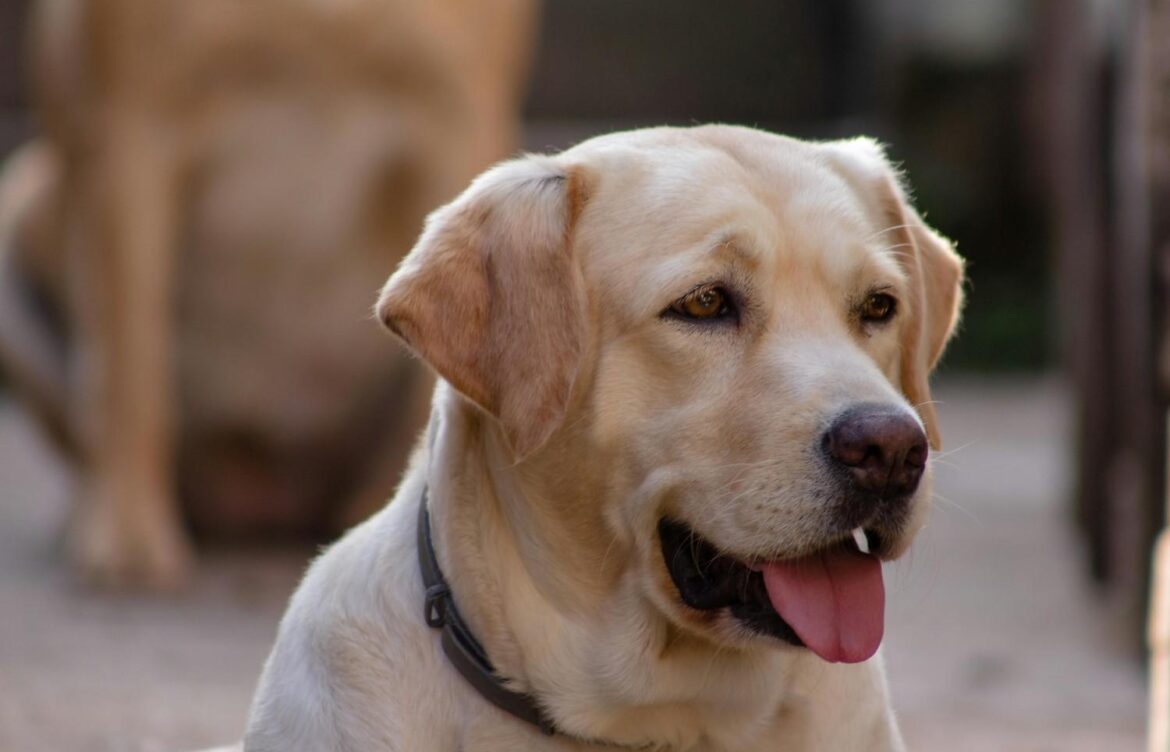 Do Labrador Retrievers Smell? Causes & Easy Fixes
