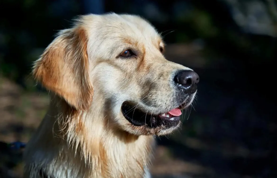 What Health Problems Do Labrador Retrievers Have?