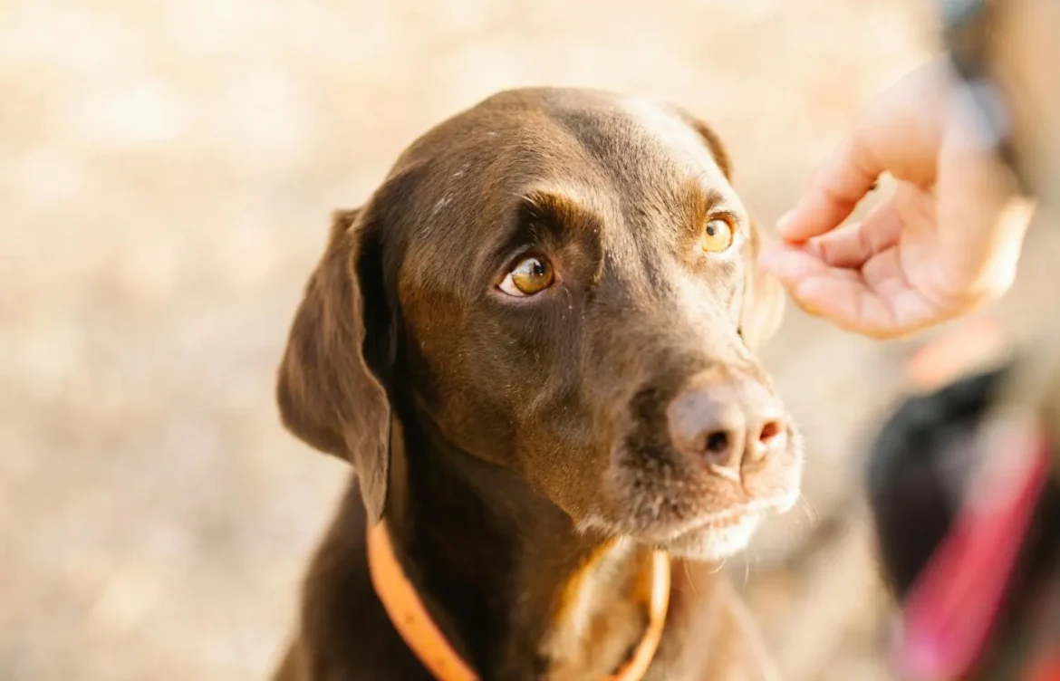 How Fast Do Labrador Retrievers Grow?