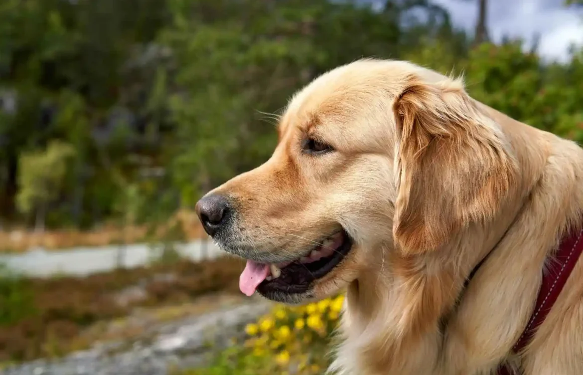What Do Labrador Retrievers Eat?