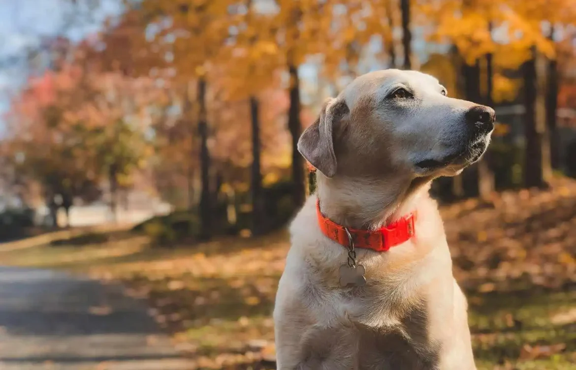 What Is a Labrador and Golden Retriever Mix Called?