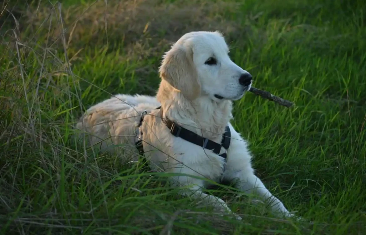 When Is National Labrador Retriever Day?